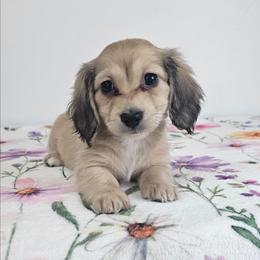 Shaded cream female 2 - Cream female Dachshund puppy in Belle Rive, Illinois from Akin's Miniature Dachshunds, LLC