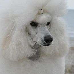 Poodles from Aurora's Standard Poodles