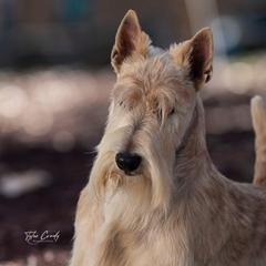 Scottish Terriers from JMAR Kennels