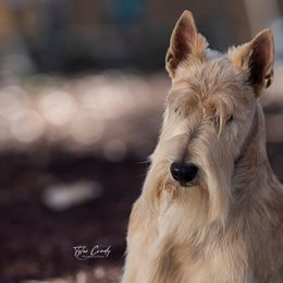 Scottish Terriers from JMAR Kennels