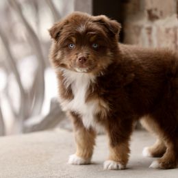 Australian Shepherd, Miniature American Shepherd, Miniature Australian Shepherd, and Toy Australian Shepherd Puppies from Painted Blue Aussies