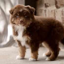 Australian Shepherd, Miniature American Shepherd, Miniature Australian Shepherd, and Toy Australian Shepherd Puppies from Painted Blue Aussies