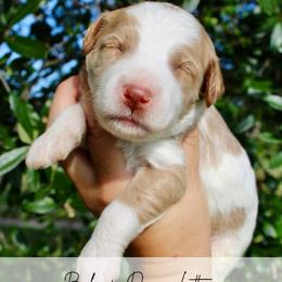 BonBon - Parti male Goldendoodle puppy in Comanche, Texas from Central Texas Doodles, LLC.