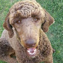 Poodles from Betty’s poodles