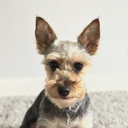 Raven - Miniature Schnauzer
