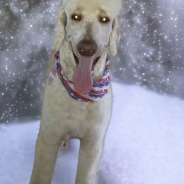 Aussiedoodles, Bernedoodles, Golden Aussiedoodles, and Poodles from Frozen North Poodles and Doodles