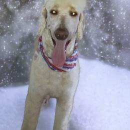 Aussiedoodles, Bernedoodles, Golden Aussiedoodles, and Poodles from Frozen North Poodles and Doodles