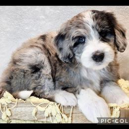 Bluebell - Blue merle male Sheepadoodle puppy in Roseburg, Oregon from Lookingglass Doodles