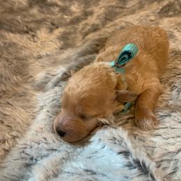 Biscuit - Apricot male Goldendoodle puppy in Haddam, Kansas from Golden B Acres