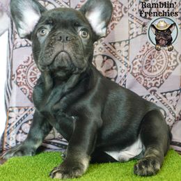 Boy 1 - French Bulldog puppy in San Antonio, Texas from Ramblin’ Frenchies