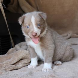 Thor - Lilac male Border Collie puppy in Courtland, Alabama from C Bar C Ranch Border Collies