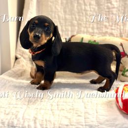 Juliet - Black and tan female Dachshund puppy in Hensley, Arkansas from The Dachshund Barn