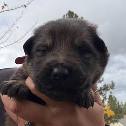Logan - Sable male German Shepherd puppy in Missoula, Montana from Spartan German Shepherds