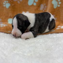 Bandy - White and fawn brindle male Whippet puppy in West Plains, Missouri from Sycamore Ridge Puppies