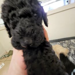 Poodle Puppies from Cummings Samantha