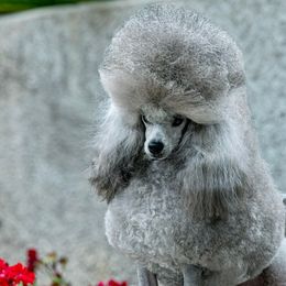 Levi - Poodle