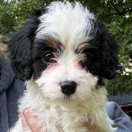 Red Boy - Tri-color male Cavapoo puppy in Travelers Rest, South Carolina from Bailey Mountain Doodles