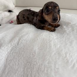 Puppy number four girl dapple - Gray (blue) and tan female Dachshund puppy in Spokane, Washington from Dearhaven Doxie