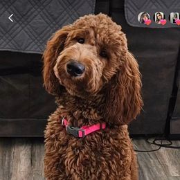 Goldendoodle All Grown Up from Sisters Doodles