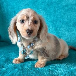 Bear - Dapple male Dachshund puppy in Lincoln, Arkansas from Red Dirt Dachshunds