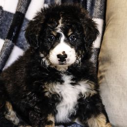 Lavender Girl - Bernedoodle puppy from Duneland Doodles