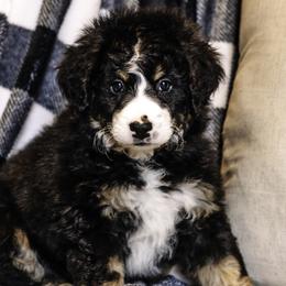 Lavender Girl - Bernedoodle puppy from Duneland Doodles