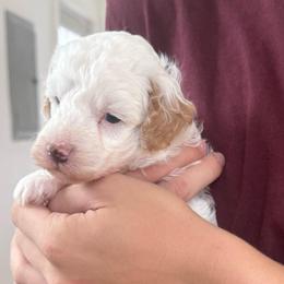 Cream with Apricot Ears Male - Cream male Goldendoodle puppy in Clarksville, Tennessee from Tennessee Goldendoodles, since 2014