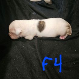 G4 - White and brindle female American Bulldog puppy in Yellville, Arkansas from Offerman Family Bulldogs