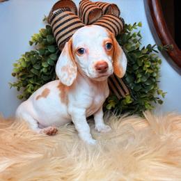 Jolene - Piebald female Dachshund puppy in Washburn, Tennessee from Clinch Mountain Dachshunds