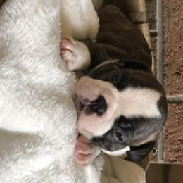 Boston Terrier Puppies from True North Bostons
