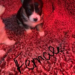 American Corgi and Pembroke Welsh Corgi Puppies from Twisted M Corgi’s