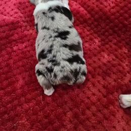 Luke - Blue merle male Miniature Australian Shepherd puppy in Dowagiac, Michigan from Wrightway Wigglebutts