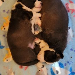 Cardigan Welsh Corgi Puppies from Dragonfly Cardigan Welsh Corgis