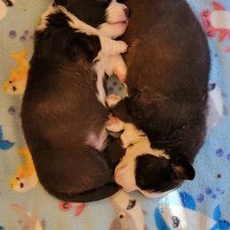 Cardigan Welsh Corgi Puppies from Dragonfly Cardigan Welsh Corgis