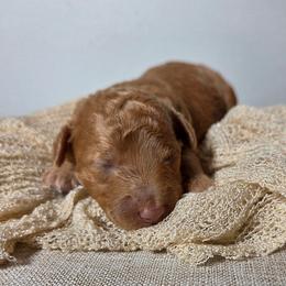 Kona - Apricot male Aussiedoodle puppy in Haleyville, Alabama from The Cuddly Dood Ranch