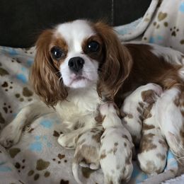 Freya - Cavalier King Charles Spaniel