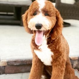 Chanel - Poodle
