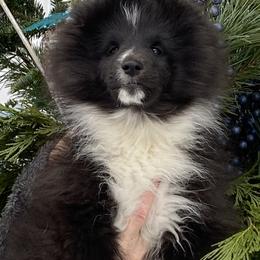 Shetland Sheepdog Puppies from Shazadar Shelties
