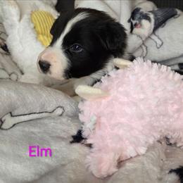 Elm - Black and white female Border Collie puppy in Gaffney, South Carolina from On the Lamb