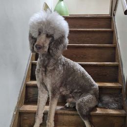 Archer - Poodle