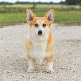 Yogi - Pembroke Welsh Corgi