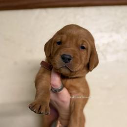 Brown - Yellow male Labrador Retriever puppy in Gillete, Wyoming from Red Prairie Retrievers