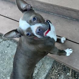 Boston Terrier All Grown Up from Nettles Nuggets