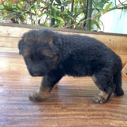 German Shepherd Puppies from Oahu German Shepherds