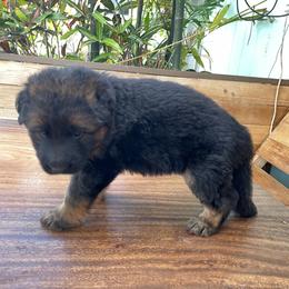 German Shepherd Puppies from Oahu German Shepherds