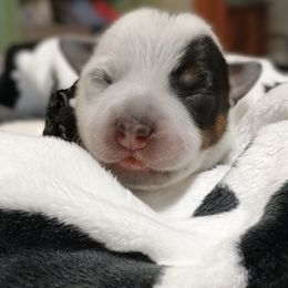 Australian Cattle Dog Puppies from Kurczak Farm LLC
