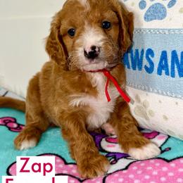 Zap - Red  female Goldendoodle puppy in Beecher, Illinois from Erica’s Doodles