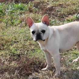 Peanut - French Bulldog