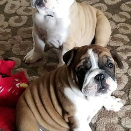 Bulldogs and French Bulldogs from Clever Bulldogs