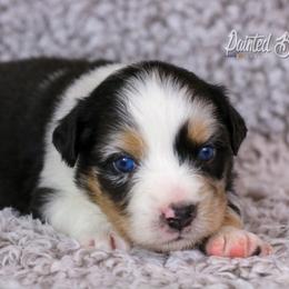 Australian Shepherd, Miniature American Shepherd, Miniature Australian Shepherd, and Toy Australian Shepherd Puppies from Painted Blue Aussies